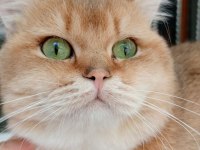 British Golden Kedimiz