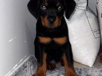 Yavru rottweiler