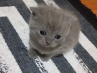 British yavru kediler