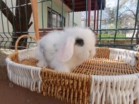 Hollanda teddy lop yavru tavşanlar