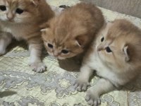 Şampiyon Kan Hattın Ny11 Ve Ny12 Golden British Çocukları