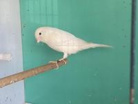 2025 bilezikli erkek kanarya