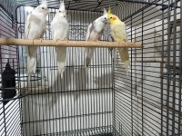 Yeni yeme düşen sultan papağanı yavrular