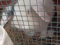 1+1 Lop Anaç Tavşanlar