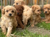Uygun fiyatlı ev hayvanları üretim yerinden yasal ve kayıtlı köpekler
