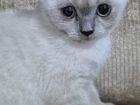 Safkan Yavru Kedimiz Yeni Yuvasını Arıyor