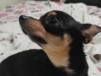 2 yaşında dişi wc eğitimli çok özel anatomi chihuahua