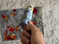 2 Aylık Muhabbet Kuşları Kendi Kuşlarımız