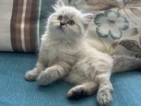 1.5 Aylık Mavi Gözlü British Longhair Yavru