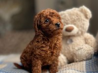 Koyu kırmızı (dark brown) toy poodle