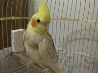 Sultan papağanı 6 aylık