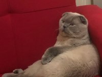 Scottish fold blue point 1.5 yaşında erkek