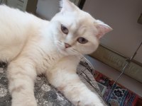 Kedimiz mila yuva arıyor