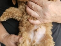 3 Küçük Poodle Ponçik