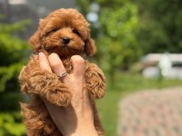 Toy Poodle Yavrular Teacup