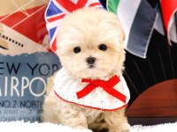 Safkan Maltipoo Bebeklerimiz 2 Aylık