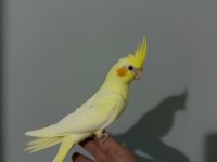 Ev üretimi sağlıklı 2-3 aylık lutino sultan papağanı