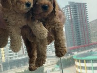 Ev Üretimi Safkan Toy Poodle Yavruları Anne Yanından
