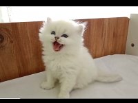 Kocaeli Safkan Show Kalite British Bebekler