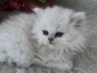 British Longhair Dişi Silver Yeşilgöz