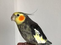 Erkek sultan papağanı 2 yaşında sağlık sorunu yok