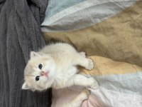 Ay11 Safkan British Shorthair Bebekler