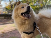 Çin aslanı 4 yaşında