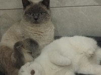 British blue point ve scottish fold
