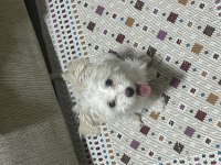 8 Aylık Tüm Aşıları Tam Dişi Yavru Maltipoo