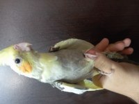 Ele alıştırmalik bebek sultan papağanı