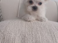 Teacup kore maltese