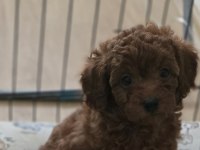 Redbrown Orijinal Teacup Baby Face Poodle İkizler