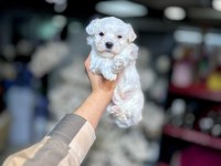 Kar beyaz maltese terrier