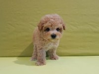 Efsane Maltipoo Cinsi Yavrular