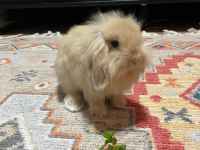 Orjinal hollanda lop tavşan ücretsiz