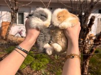 Evcil Hollanda Tavşanlar Her İle Gönderilir