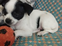 47 günlük elma kafa chihuahua yavrular..