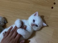 A kalite british shorthair bebekler