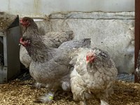 Black Blue Brahma Kuluçkalık Yumurta Ve Civciv