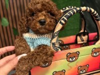 Sevimli Minik Toy Poodle