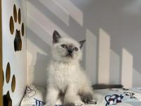 Teslime Hazır British Scottish Yavrular