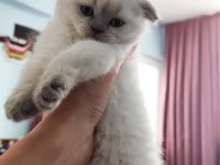 Adana Scottish Blue Point Dişi 45 Günlük Kedimiz