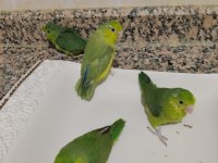 El Besleme Bebek Forpus