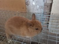 Safkan Cüce Tavşanı