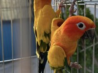 Hazır Takım Güneş Konur.