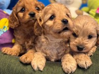 Irk Garantili Red Maltipoo Yavrularımız