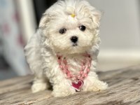 Maltese Terrier Kore Safkan Mini Yavrularımız