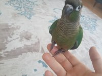 Yeme düşmüş yeşil yanaklı konur papağanı