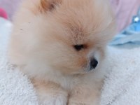 Irk Garantili Ayı Surat Pomeranian Bebekler