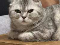 Güzel British Shorthair Kızlarımız